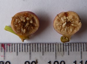 P1440302 - Copy (1024x753)