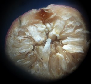 P1440316 (1024x948) - Copy