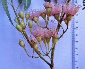 IMG_1066 (1024x830) (2)