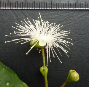 P1440947 - Copy (1024x998)