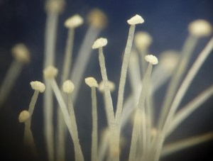 P1440949 - Copy (1024x778) (1024x778)