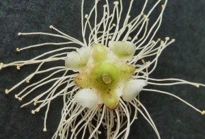 P1440954 - Copy (1024x693)