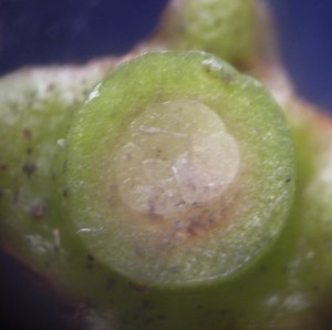 P1440977 (1024x1019)