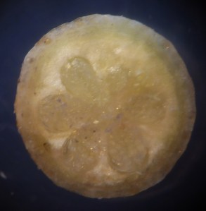 P1450111 (1001x1024)