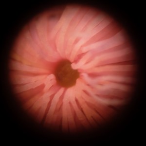 P1450122 (1021x1024)