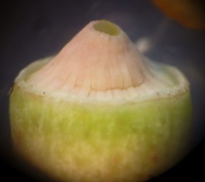 P1450128 (1024x910) (2)