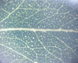 Leaf venation and oil glands in a fresh leaf viewed with transmitted light. The yellow white structure in the middle is the midrib.