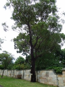 P1450276 (768x1024) (2)