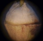 P1450330 - Copy (1024x981)