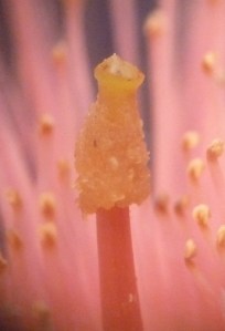 P1450442 - Copy (698x1024)