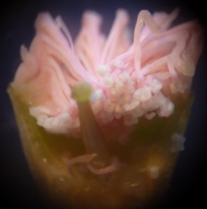 P1450455 - Copy (1012x1024)