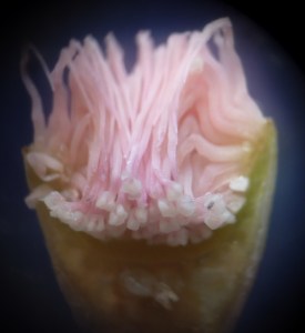 P1450461 - Copy (937x1024)