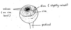 Diagram of a fruit