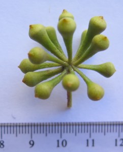 IMG_1328 - Copy (827x1024)