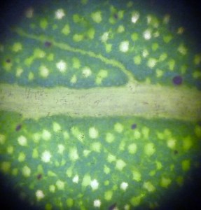 P1450824 - Copy (979x1024) (2)