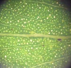 P1450830 - Copy (1024x982)