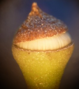 P1450868 - Copy (911x1024)