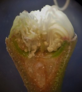 P1450878 (908x1024) (2)