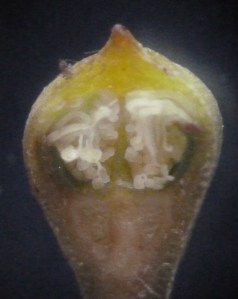 P1450895 - Copy (814x1024)