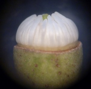 P1460310 (1024x1001)