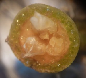 P1460325 (1024x933) - Copy