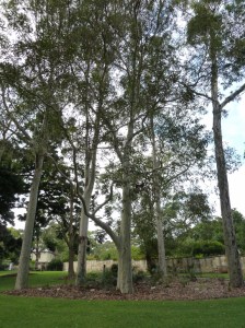 P1460378 (768x1024) - Copy