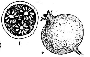 flower structure (2)