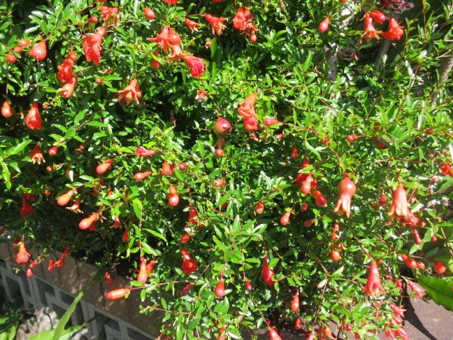 IMG_1186 (1280x960) (2)